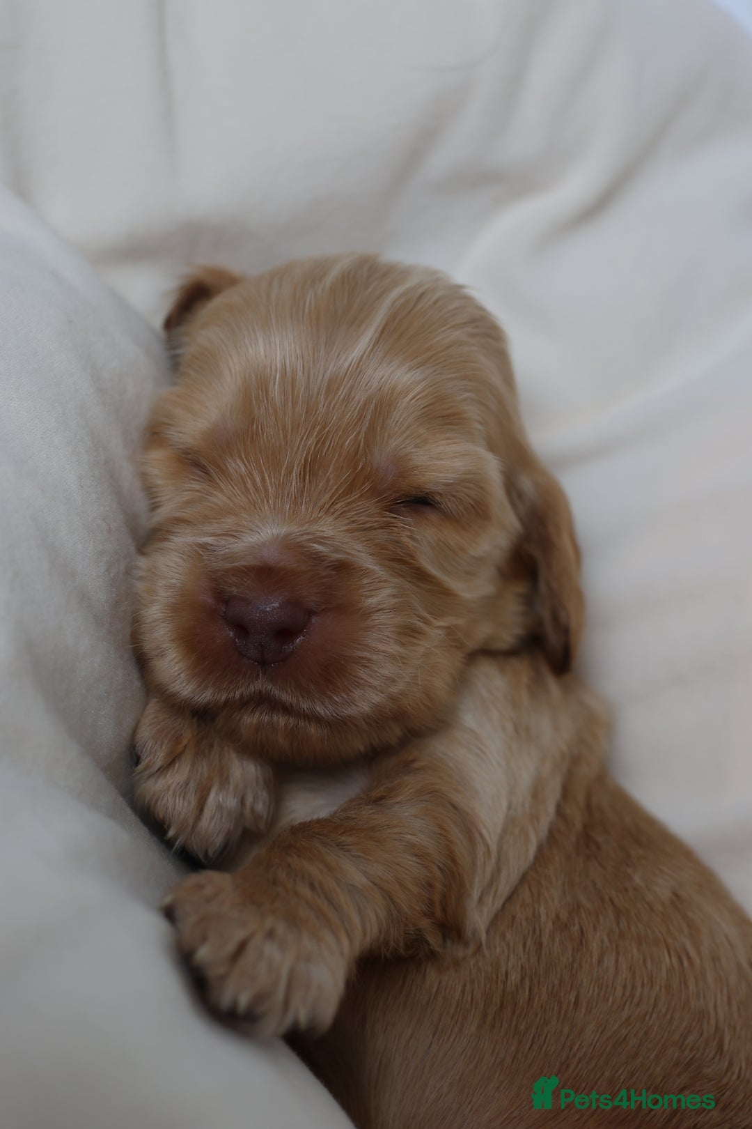 Cocker Spaniel dogs for sale: Beautiful family SHOW cocker spaniels - Image 15