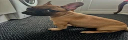 French Bulldog dogs for sale: 3 French bulldog puppies ready to find their home  - Advert 2