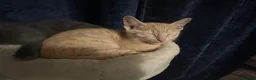Siamese cats for sale: Siamese X British Short Hair - Advert 12