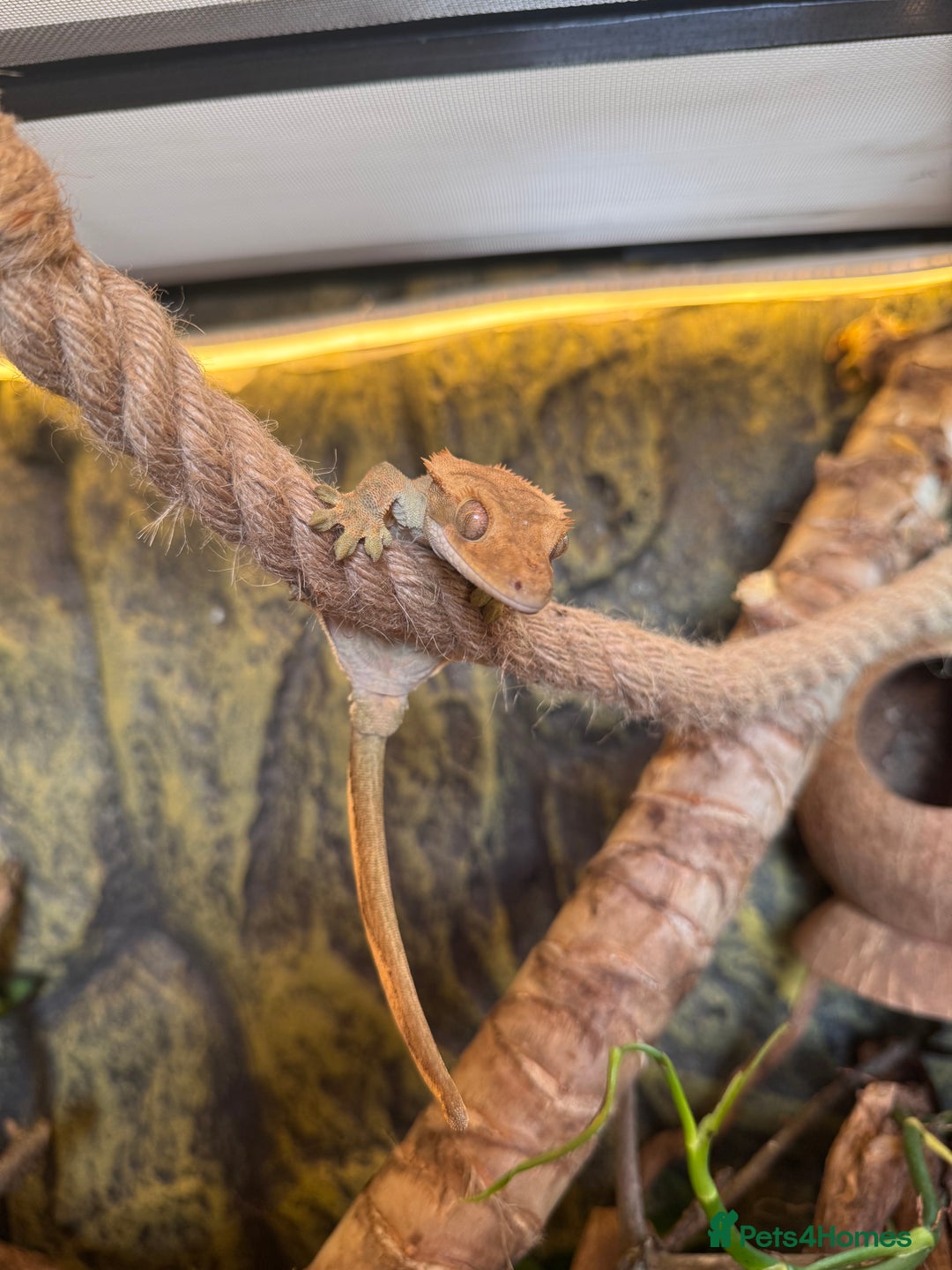 Gecko reptiles for sale: friendly Crested Gecko a rare changing colours! - Image 6
