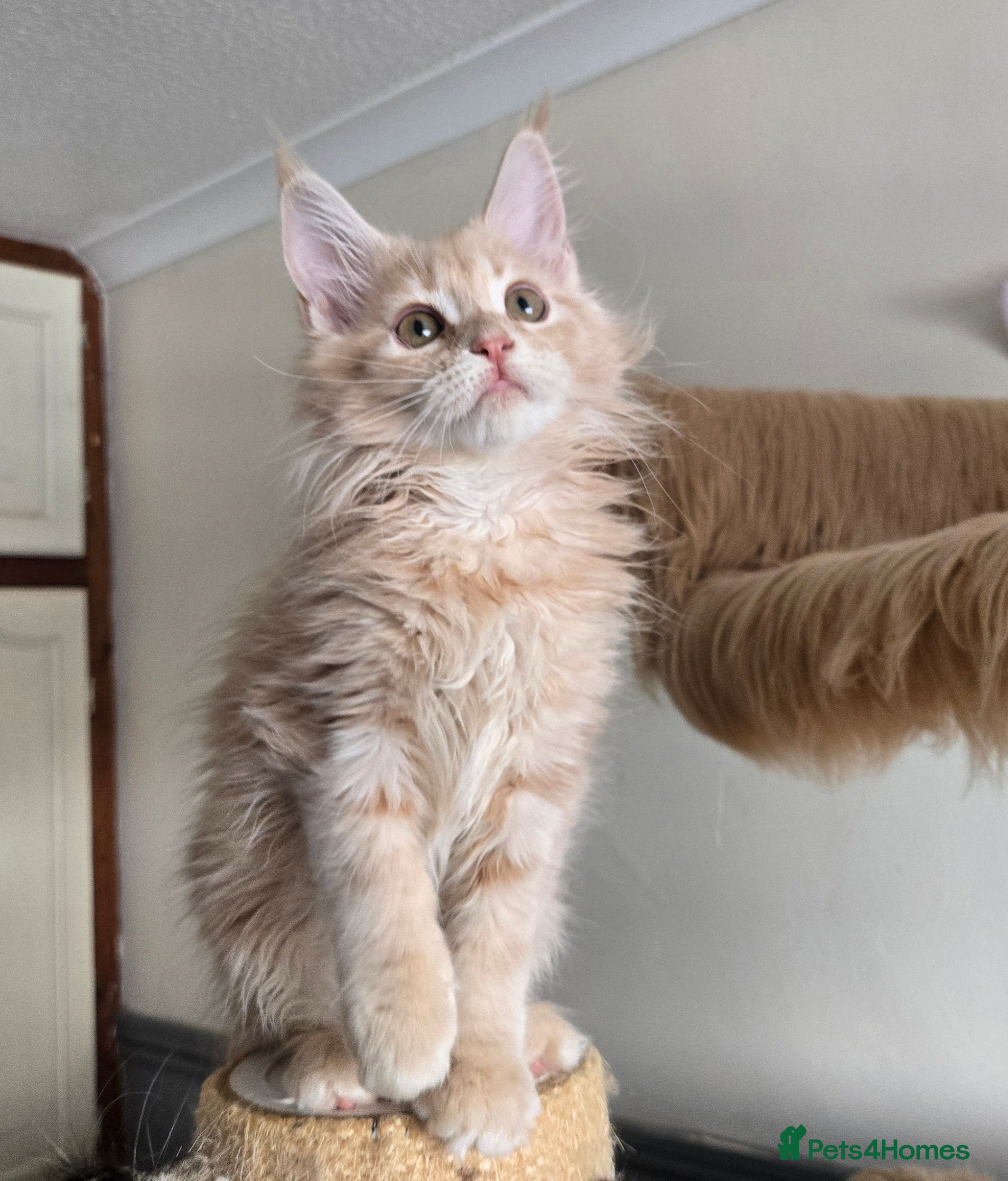 Maine Coon cats Stunning TICA registered girls - Advert 2