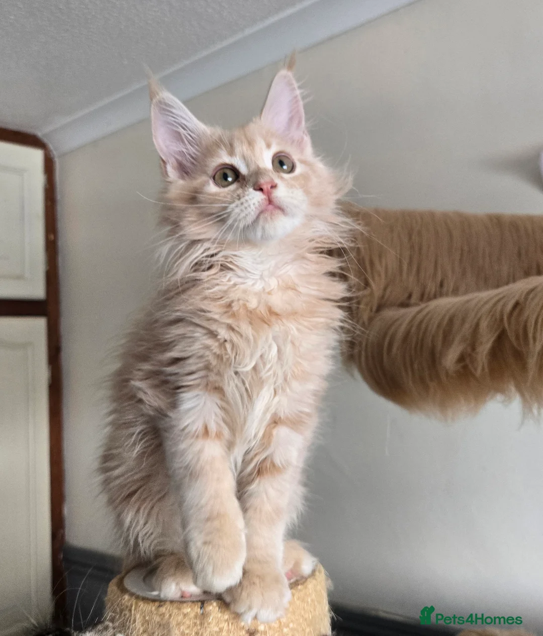 Maine Coon cats for sale: Stunning TICA registered girls - Advert 2