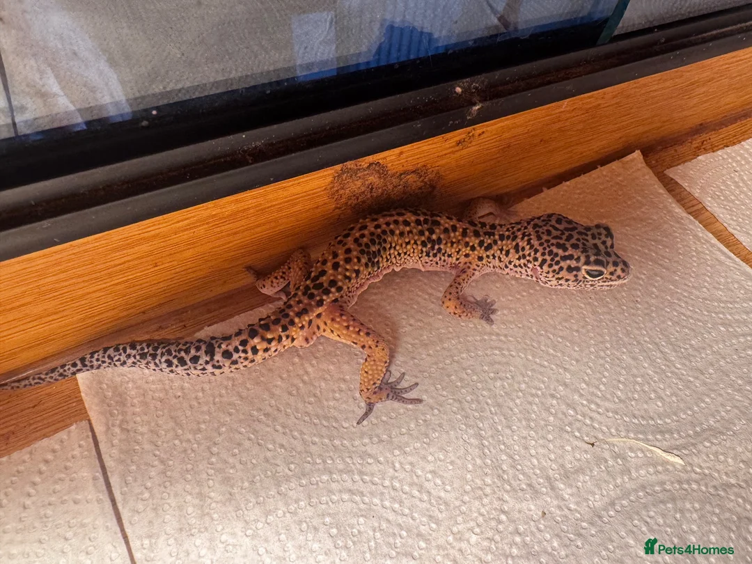 Leopard Gecko reptiles for sale: Leopard geckos I’ve had them for about a year  in Reading - Advert 2