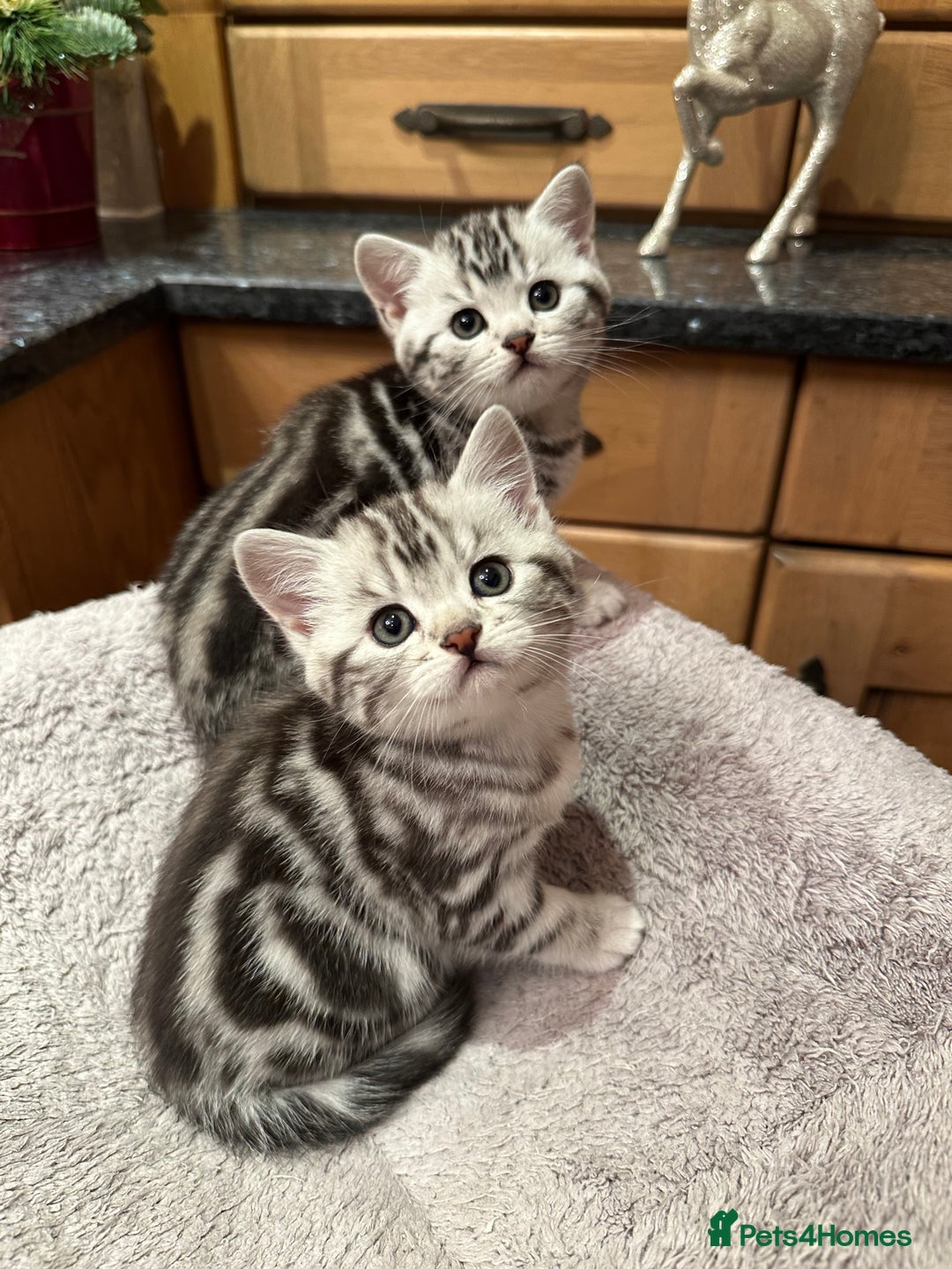 British Shorthair cats for sale: BSH stunning Silver Tabby kittens - Advert 1