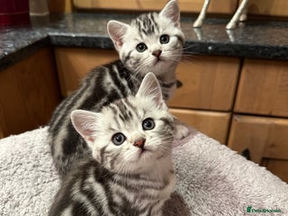 British Shorthair cats BSH stunning Silver Tabby kittens - Advert 1