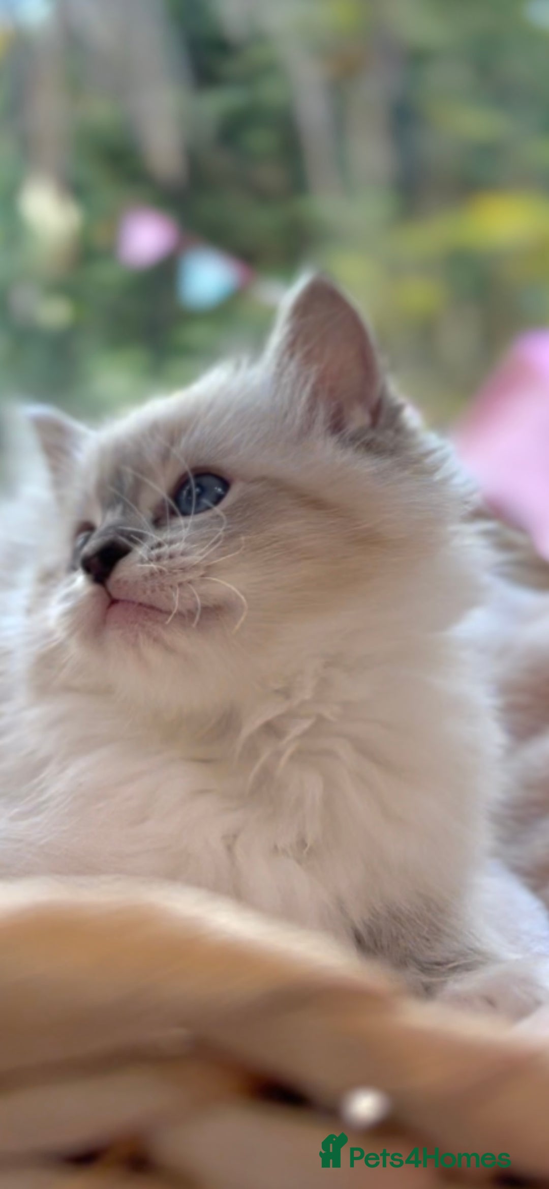 Ragdoll cats for sale: GCCF Registered. Grand Champion Bloodlines. - Advert 5