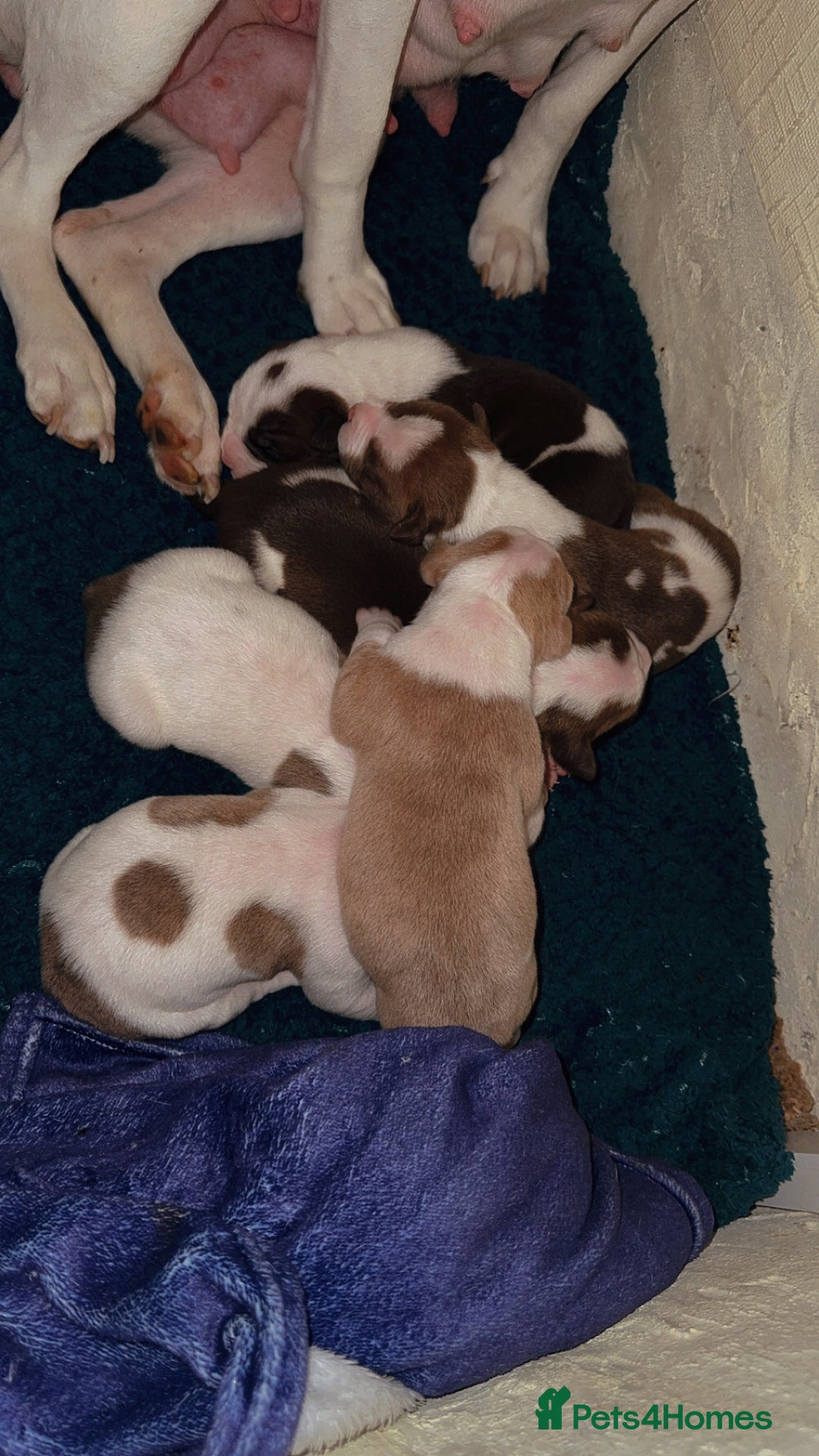 Mixed Breed dogs for sale: Standard bully cross breed - Advert 3