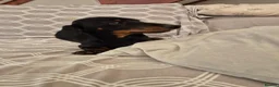 Miniature Dachshund dogs for sale: Miniature Dachshund.Fully vaccinated.Ready t leave - Advert 12
