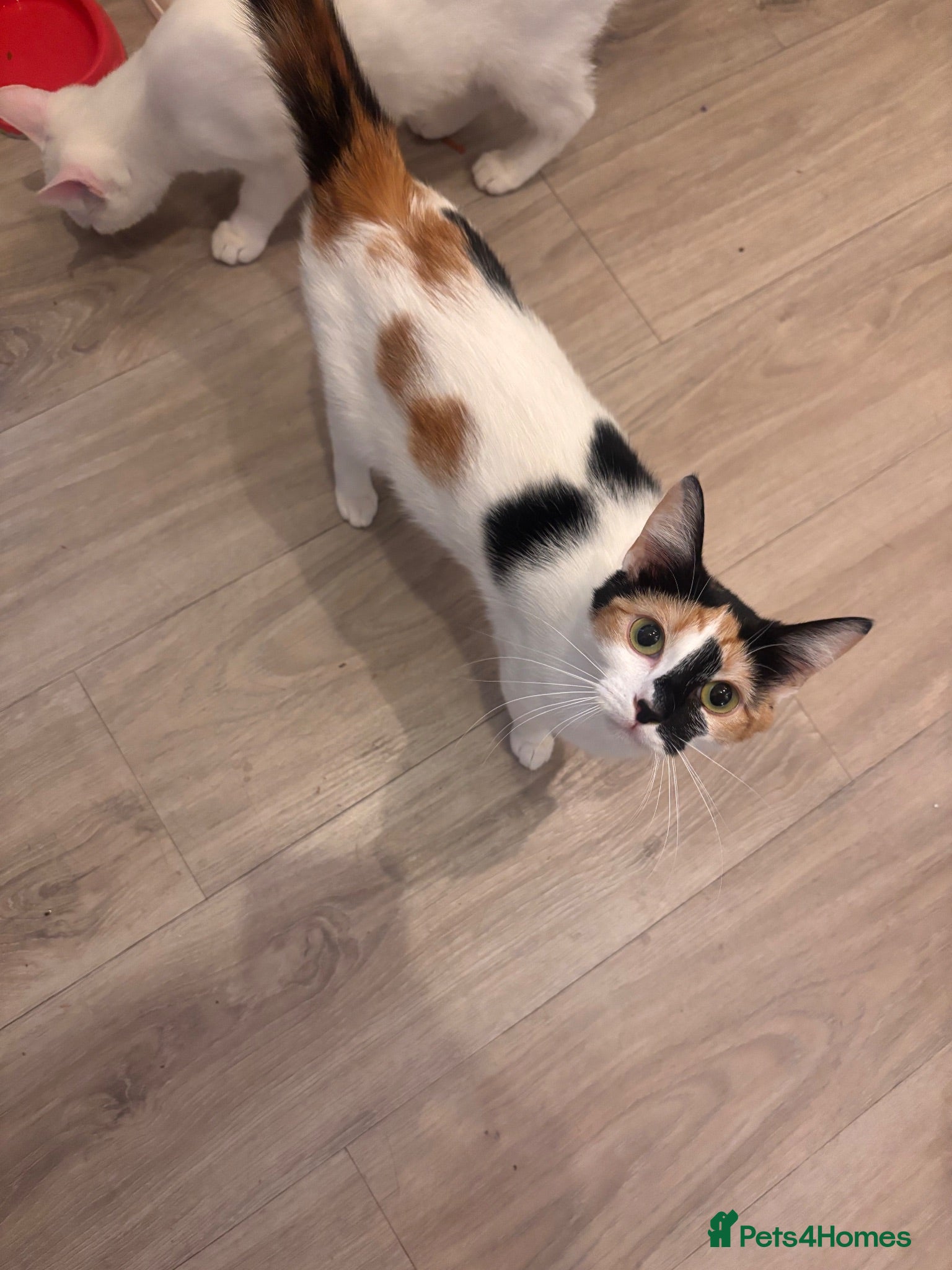 Mixed Breed cats Black & white Calico/torti beauties  - Advert 5