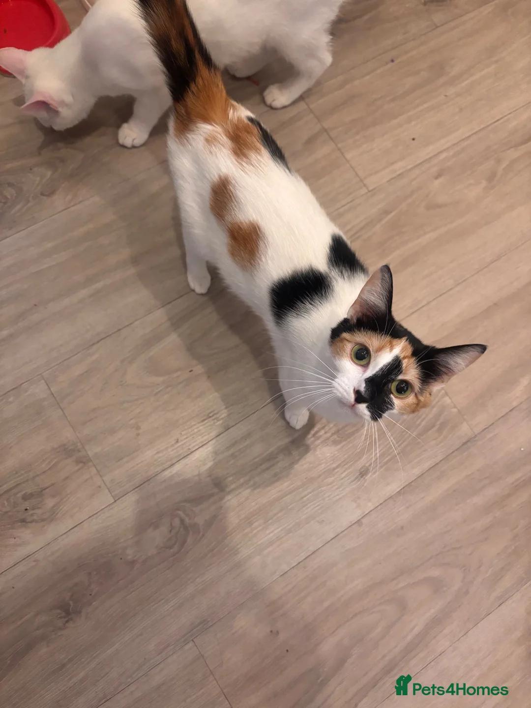 Mixed Breed cats for sale: Black & white Calico/torti beauties  - Advert 1