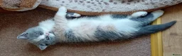 British Shorthair cats for sale: Beautiful British short-hair kittens  - Advert 5