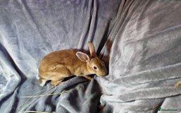 Rex rabbits for sale: Purebred Red Agouti Mini Rex Babies- 1 boy 1 girl  - Image 9