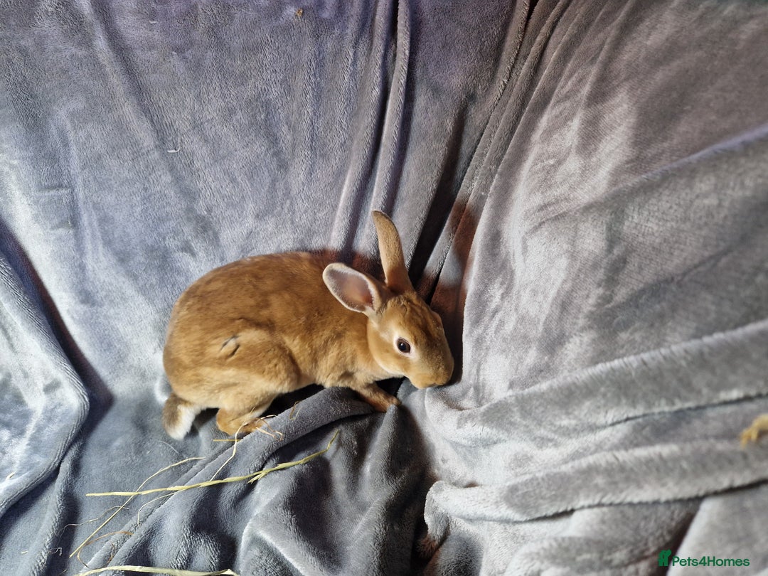 Rex rabbits for sale: Purebred Red Agouti Mini Rex Babies- 1 boy 1 girl  - Image 9
