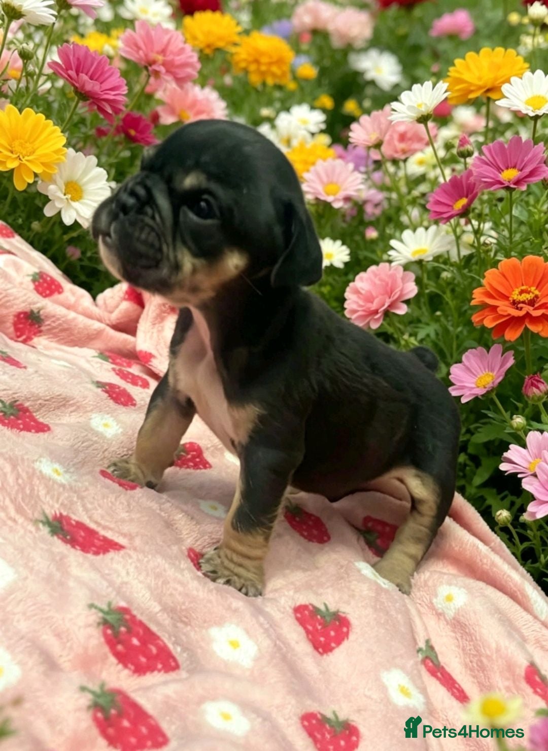 English Bulldog dogs English bulldog puppies  - Advert 2