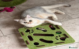 British Shorthair cats for sale: british shorthair Boys  - Image 5