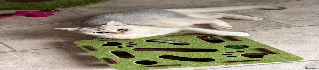 British Shorthair Kitten 2