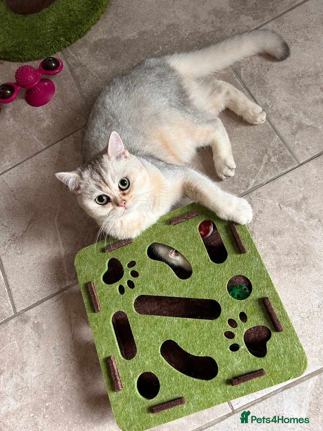 British Shorthair cats for sale: british shorthair Boys  - Image 5