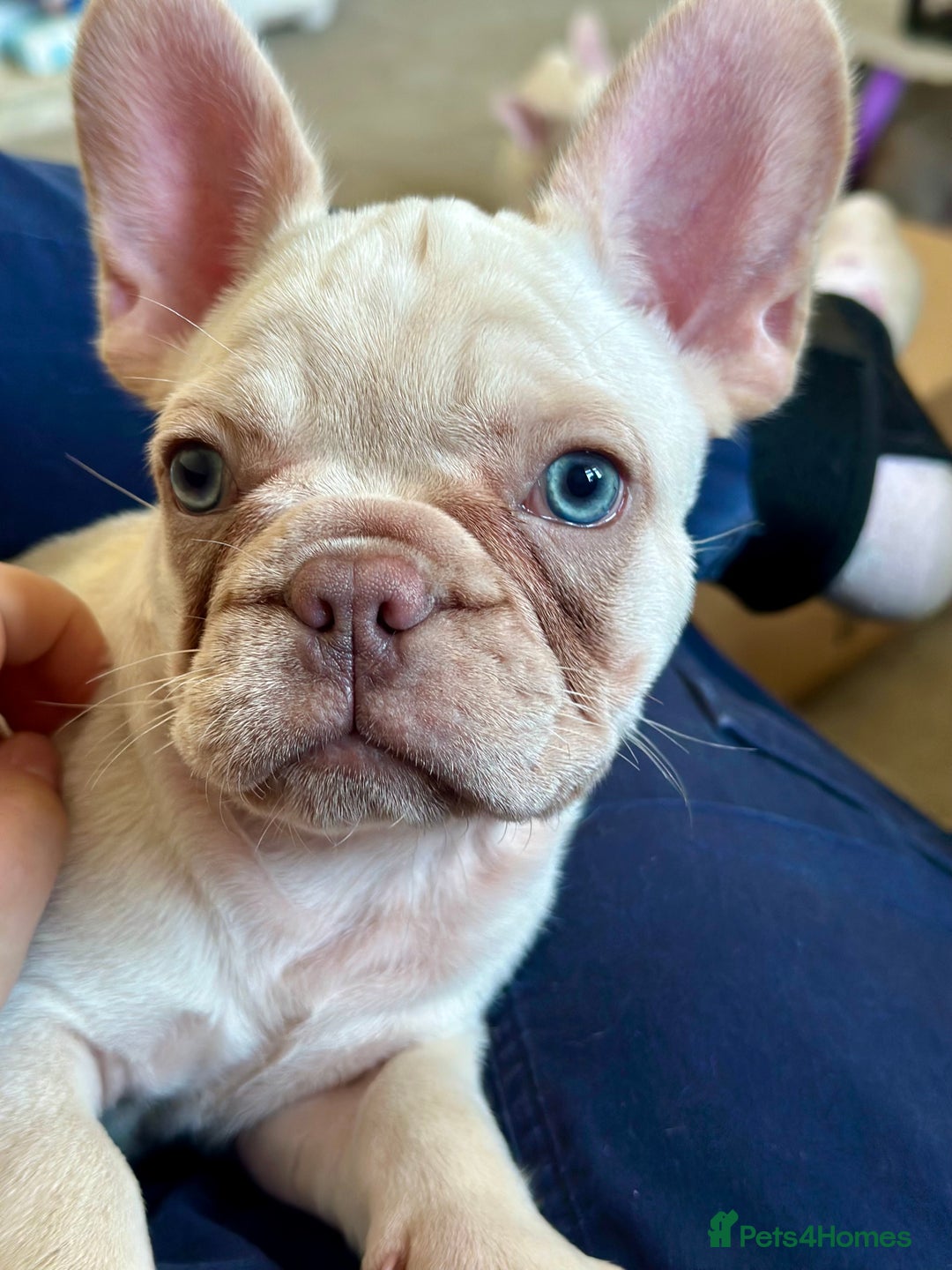 French Bulldog dogs for sale: READY NOW!! KC registered French bulldogs - Image 34