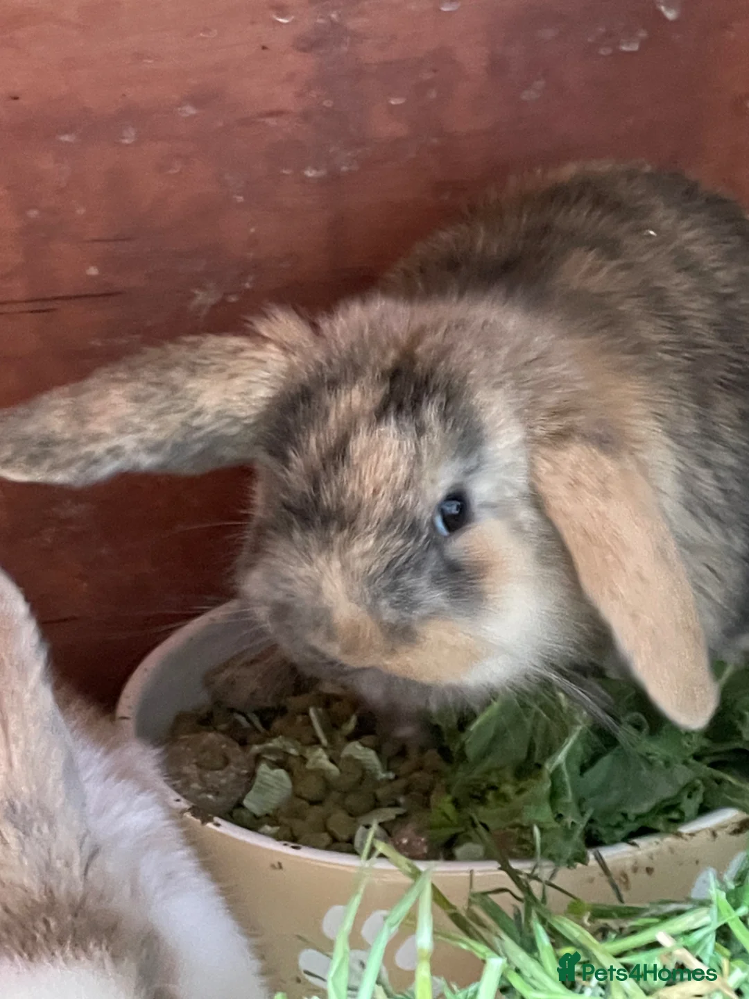 Mini Lop rabbits for sale: Beautiful mini lops - Advert 2