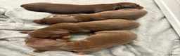 Miniature Dachshund dogs for sale: Choc n tan miniature dachshunds  - Advert 3