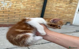 Mixed Breed cats for sale: loved and cared for kittens looking for new home🥹 - Image 27