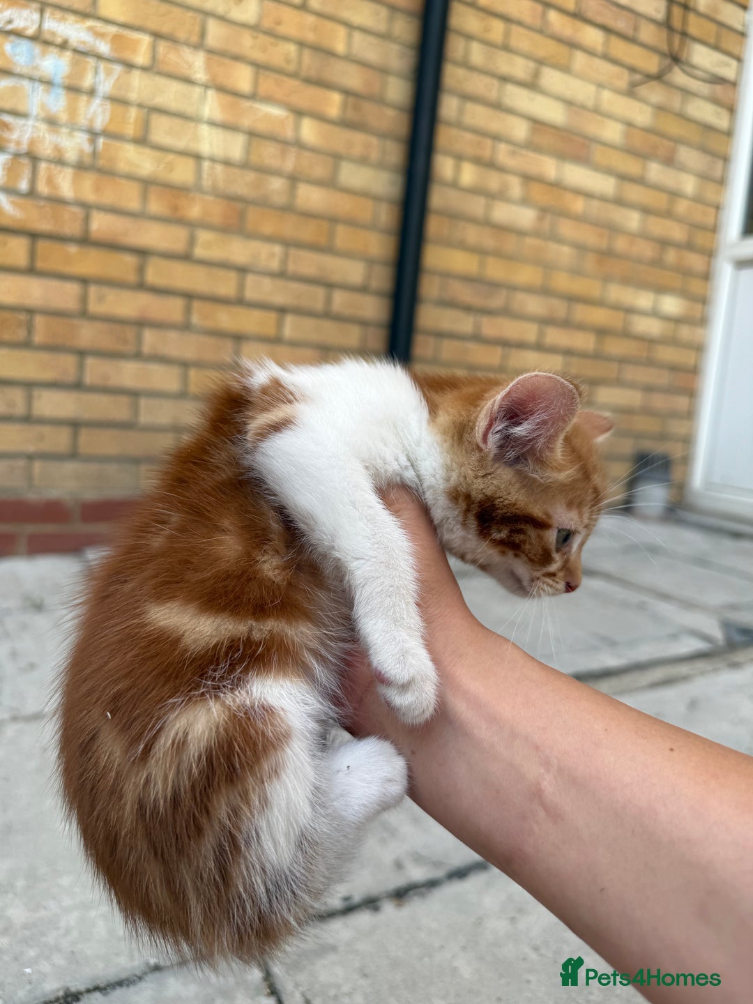 Mixed Breed cats for sale: loved and cared for kittens looking for new home🥹 - Image 27