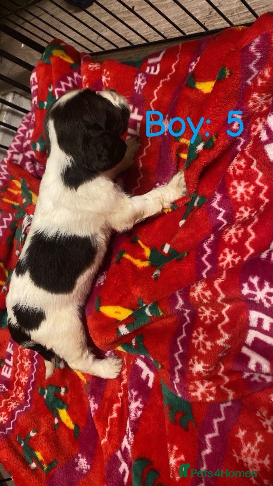 English Springer Spaniel dogs for sale: Beautiful litter of 11 springer spaniel puppies  - Advert 14