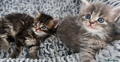 Maine Coon cats - Advert 4