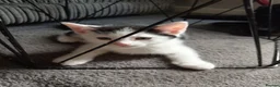 Mixed Breed cats for sale: 4 beautiful mixed kittens - Advert 7
