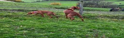 Hungarian Vizsla dogs for sale: Beautiful Hungarian Viszla  - Advert 2