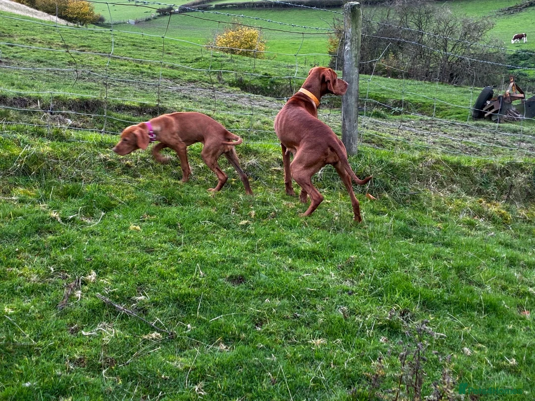 Hungarian Vizsla dogs for sale: Beautiful Hungarian Viszla  - Advert 2