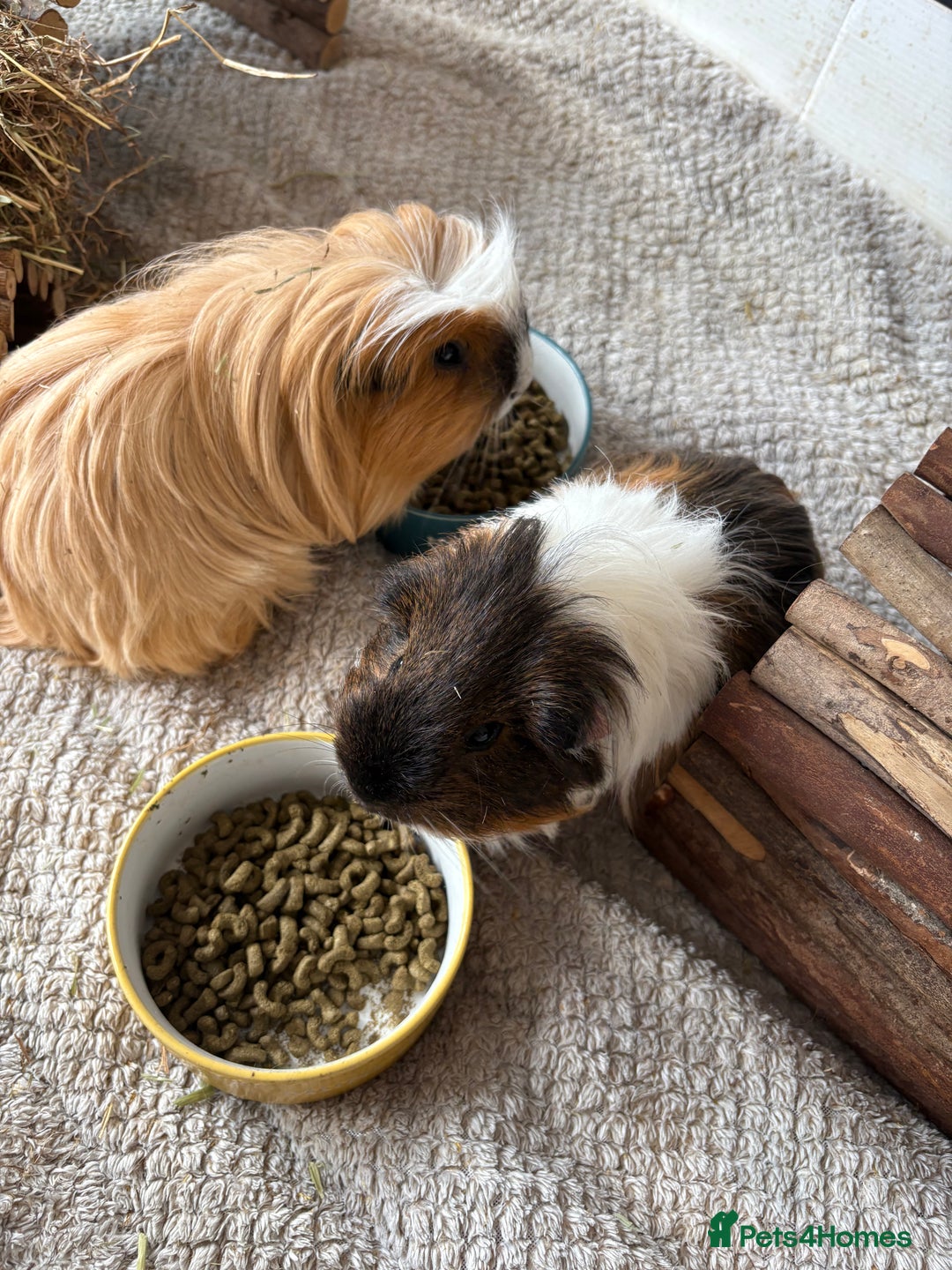 Guinea Pig rodents for sale: Male Guinea Pigs - Advert 6