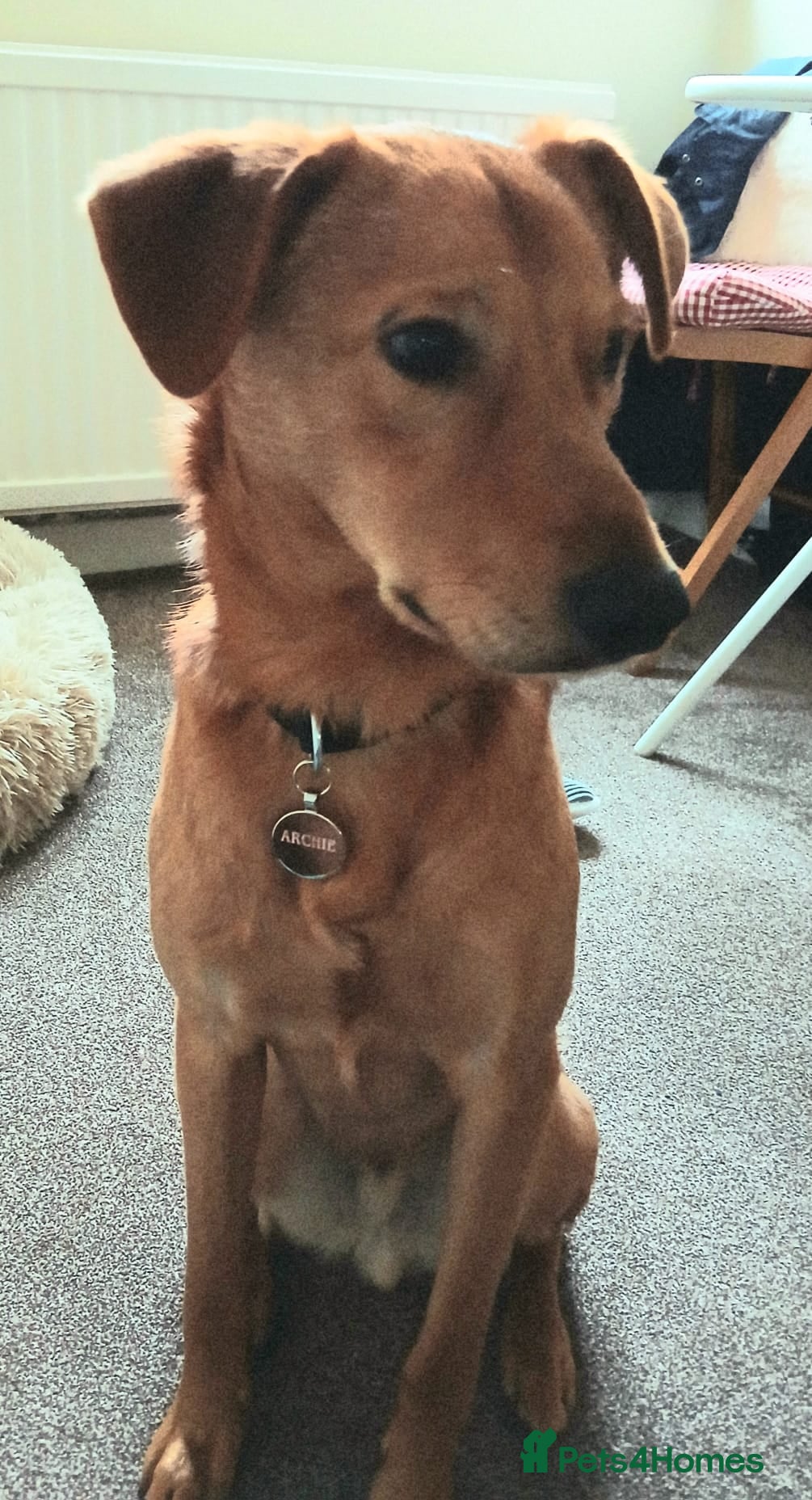 Mixed Breed dogs 💙ARCHIE💙- 11 months boy With Golden Heart - Advert 6