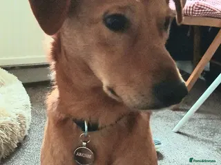 Mixed Breed dogs 💙ARCHIE💙- 11 months boy With Golden Heart - Advert 6