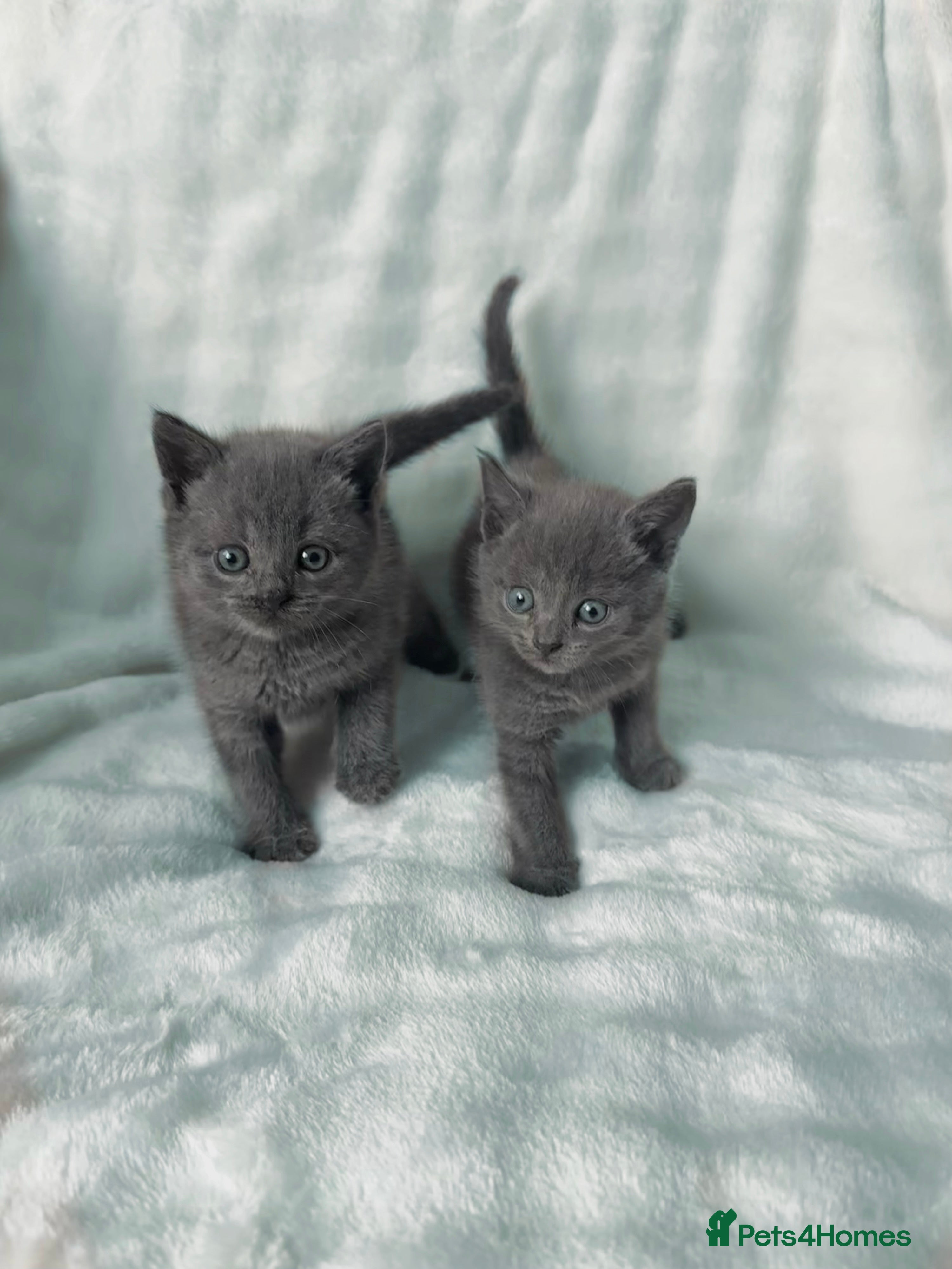 Russian Blue cats Russian blue X British Shorthair Boy Kitten Left🩵 - Advert 1