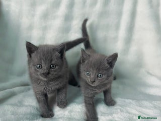 Russian Blue cats Russian blue X British Shorthair Boy Kitten Left🩵 - Advert 2