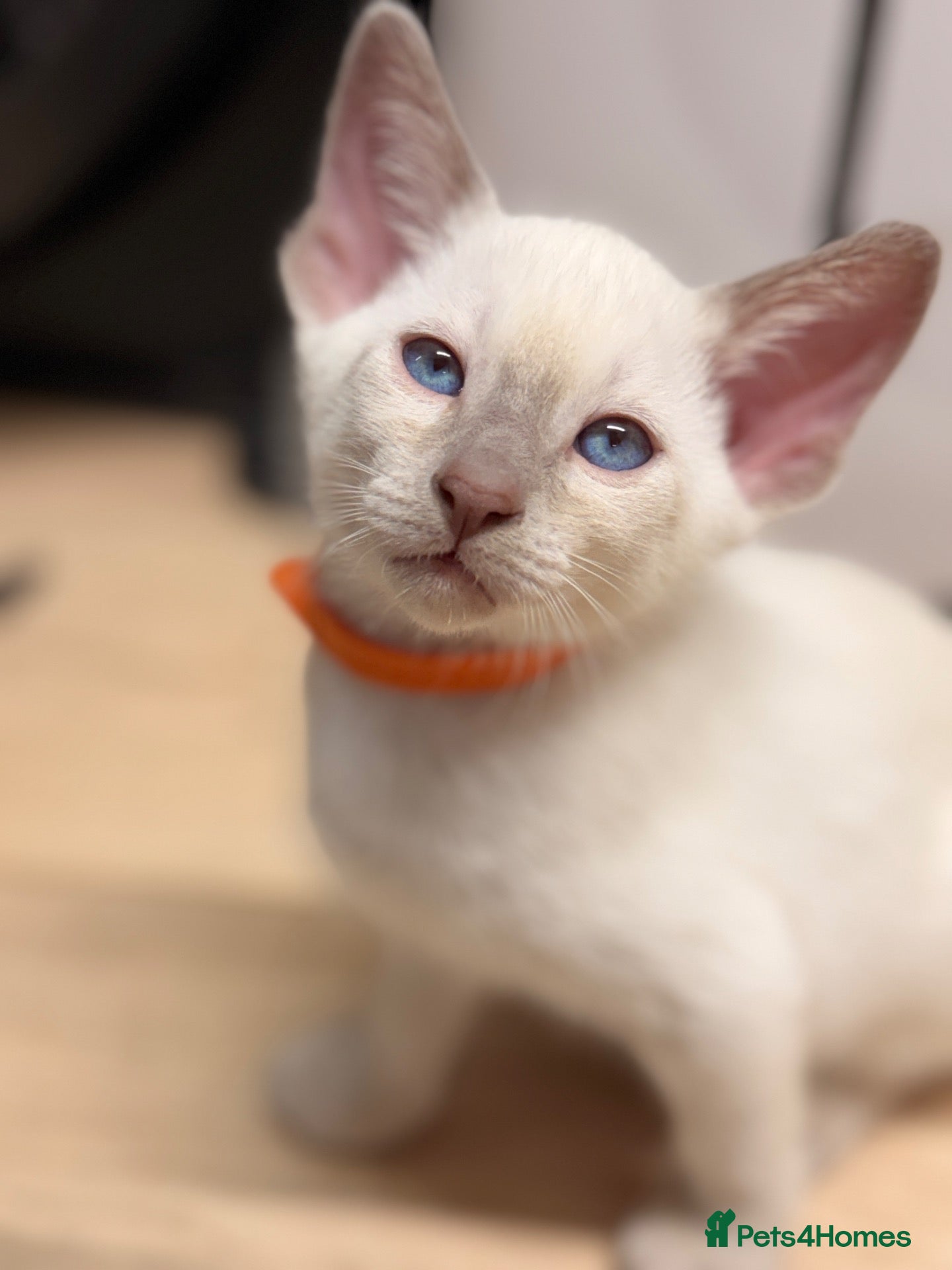 Siamese cats 🐾 Siamese kittens for sale 🐾 - Advert 9