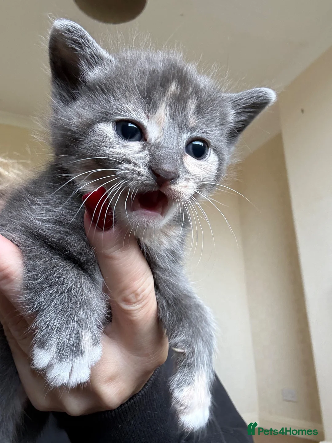 Mixed Breed cats for sale: Five beautiful kittens  - Advert 36