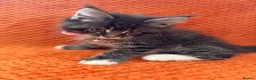 Maine Coon cats for sale: Ready Now: 6 Maine coon Kittens - Advert 9
