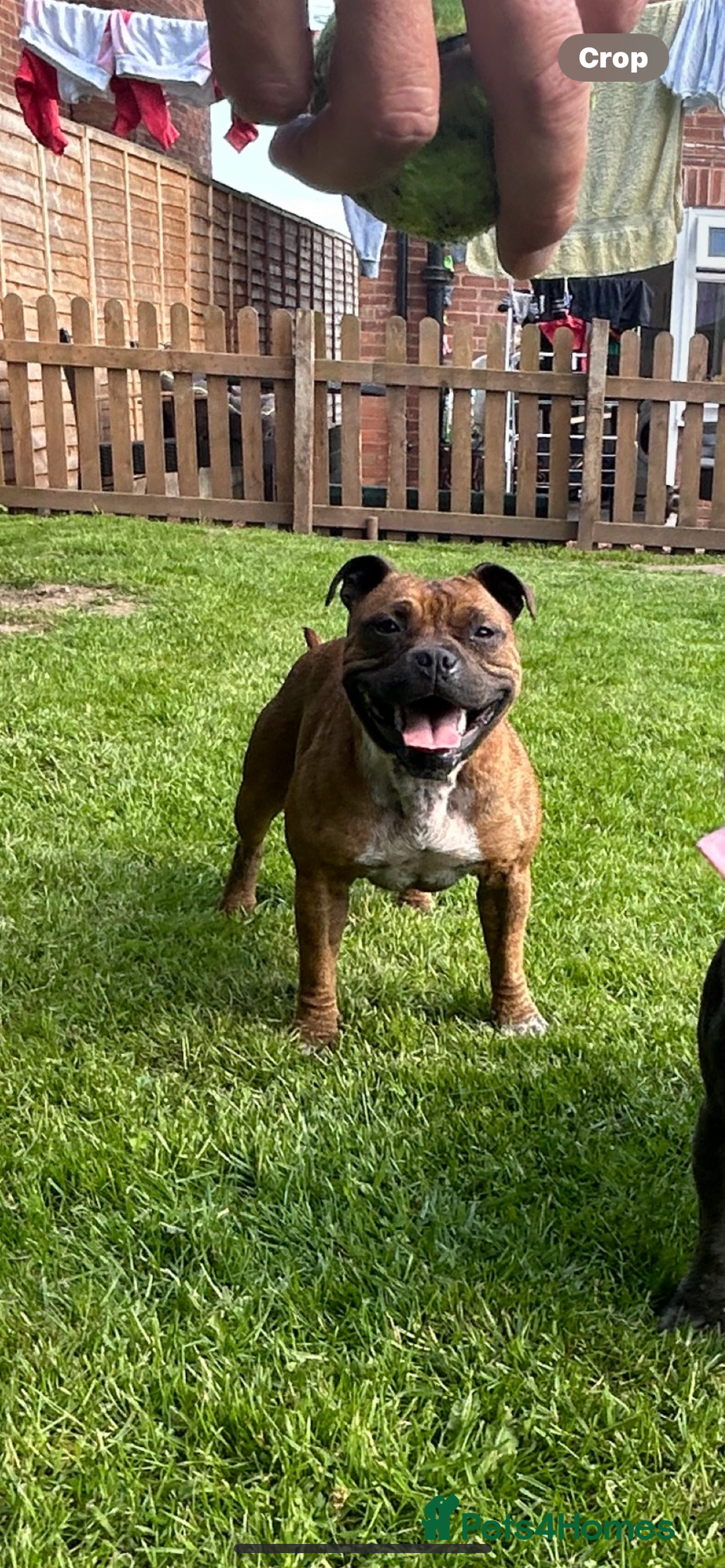 Staffordshire Bull Terrier dogs for sale: Outstanding boys ✨ - Advert 5