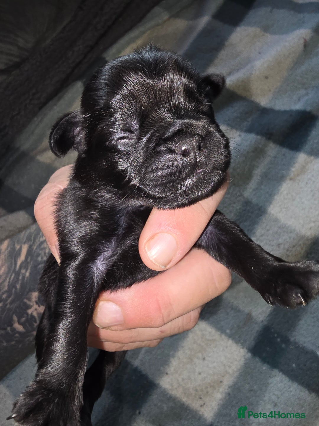 Mixed Breed dogs for sale: Pugapoo - Image 5