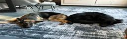 German Shepherd dogs for sale: German Shepherd Girls - Advert 8