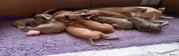 Whippet dogs for sale: KC whippet puppies  - Advert 4
