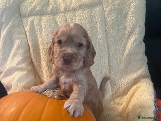 Cocker Spaniel dogs - Advert 20