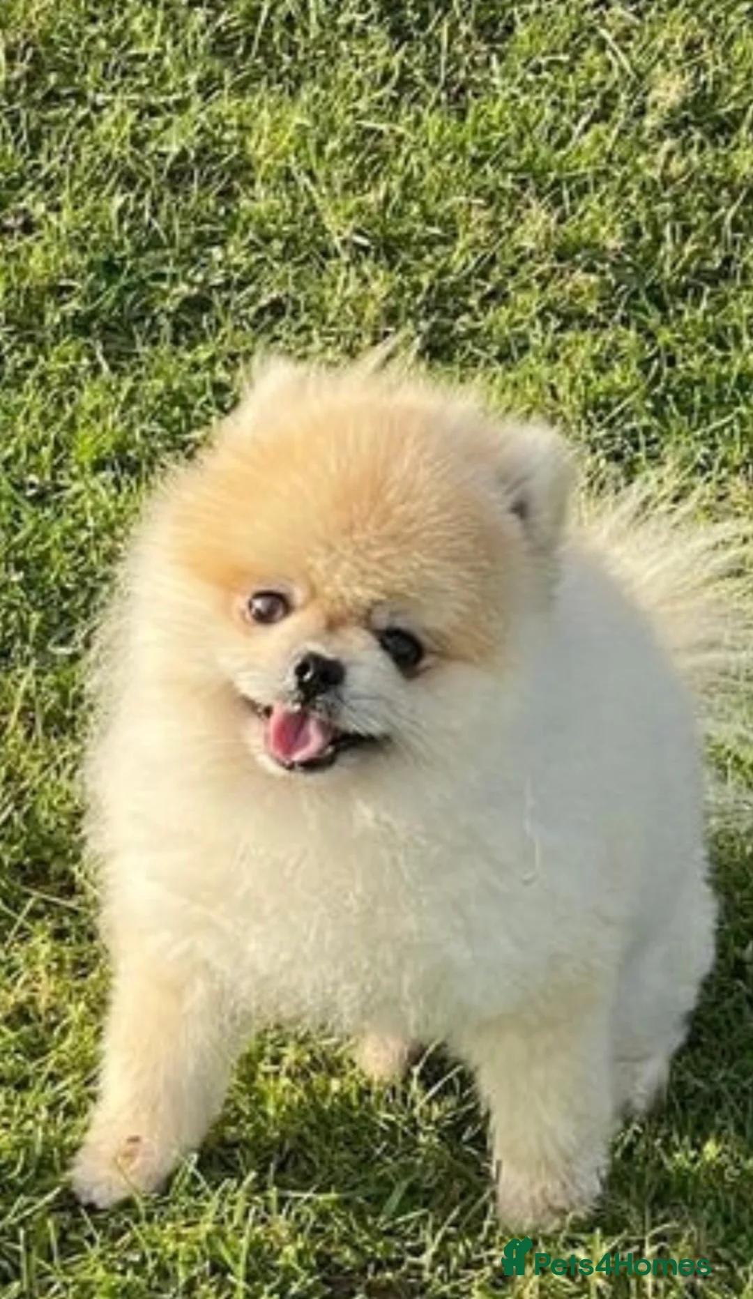 Pomchi dogs for sale: 2 adordable Pomchi puppies - Advert 4