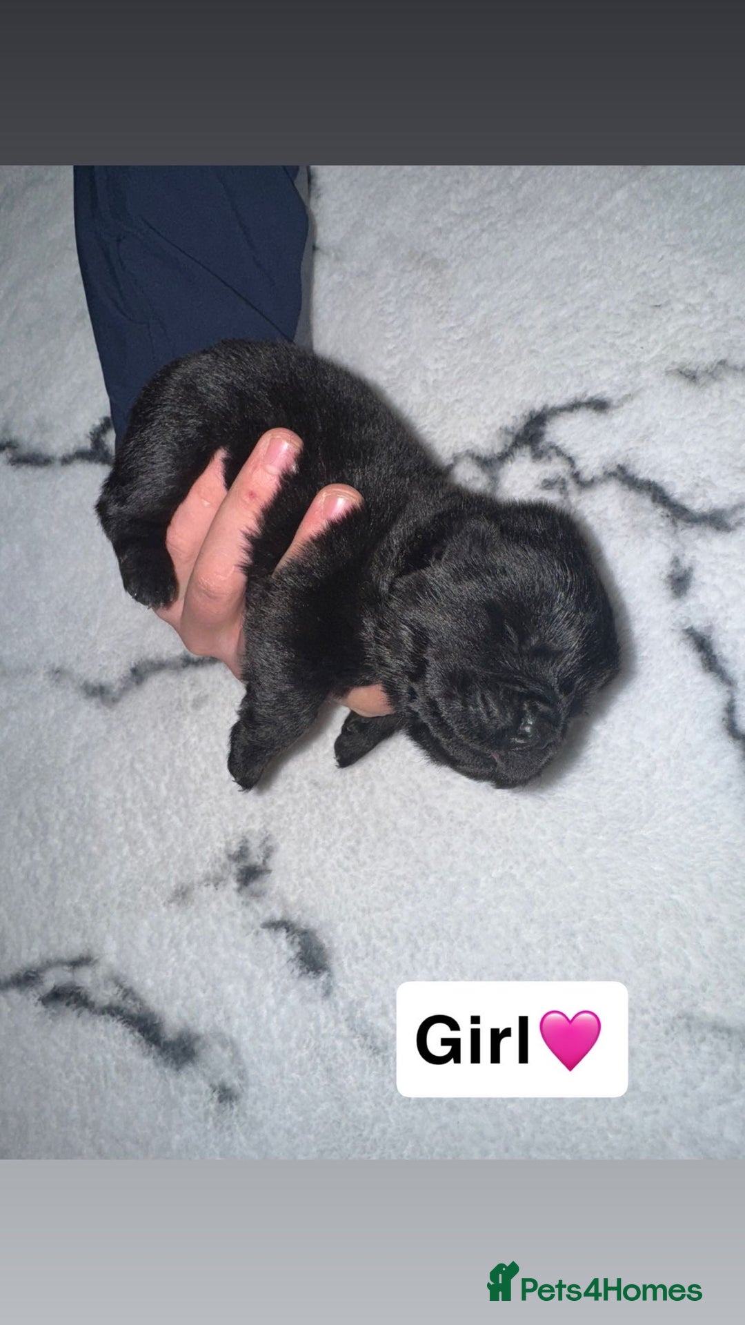 Chow Chow dogs for sale: Chow chow puppies - Image 5