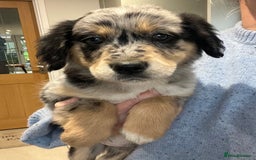 Golden Retriever dogs for sale: Beautiful Unique Golden Retriever x Collie Puppies - Image 3
