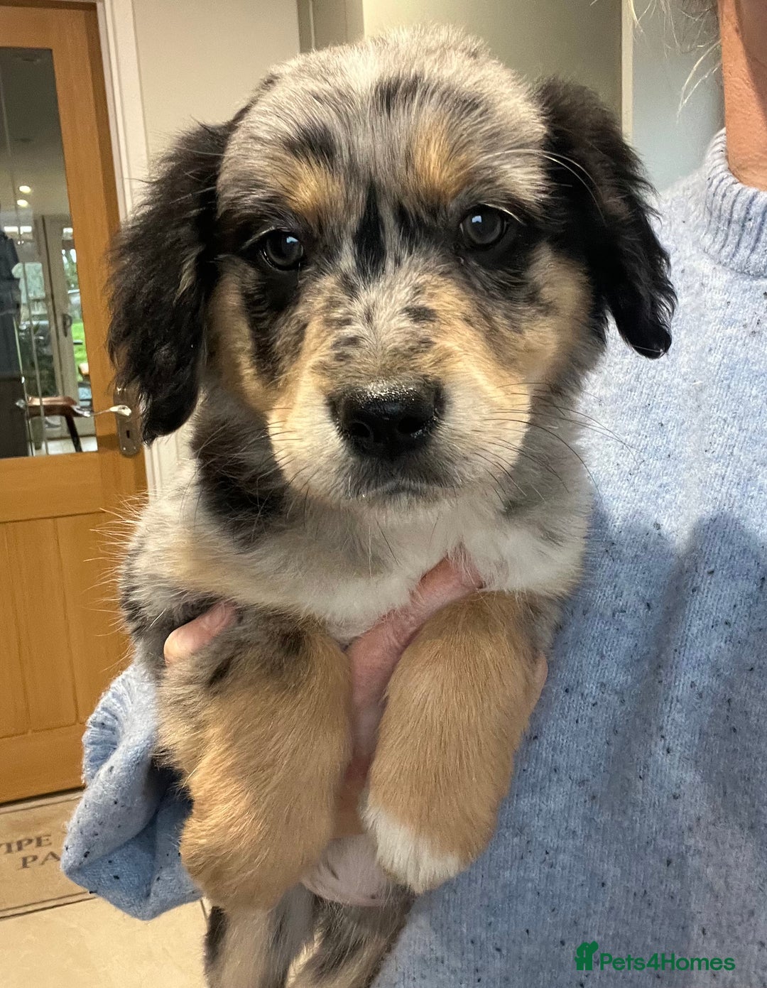 Golden Retriever dogs for sale: Beautiful Unique Golden Retriever x Collie Puppies - Image 3