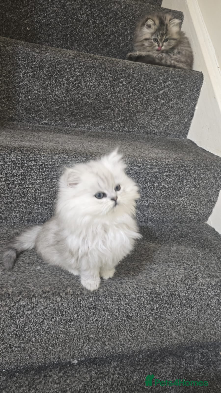 Persian cats for sale: Persian kitties - Advert 1