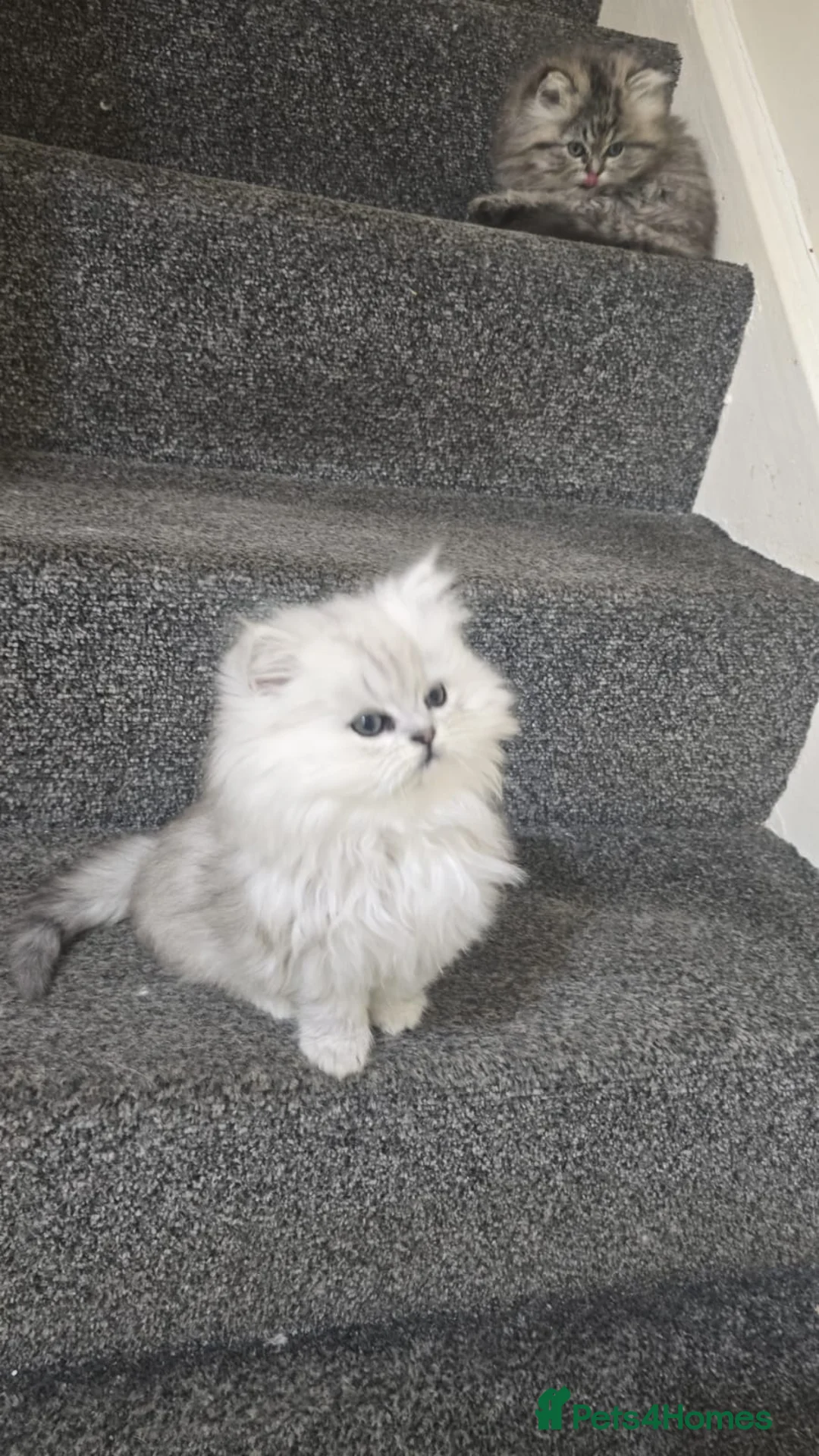 Persian cats for sale: Persian kitties in Alloa - Advert 1